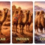 Fridge Magnet :Camles Dif