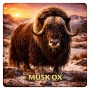 Fridge Magnet :Musk Ox