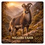 Fridge Magnet :Nilgiri Thar